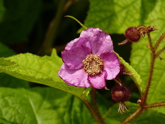 {Rubus odoratus}